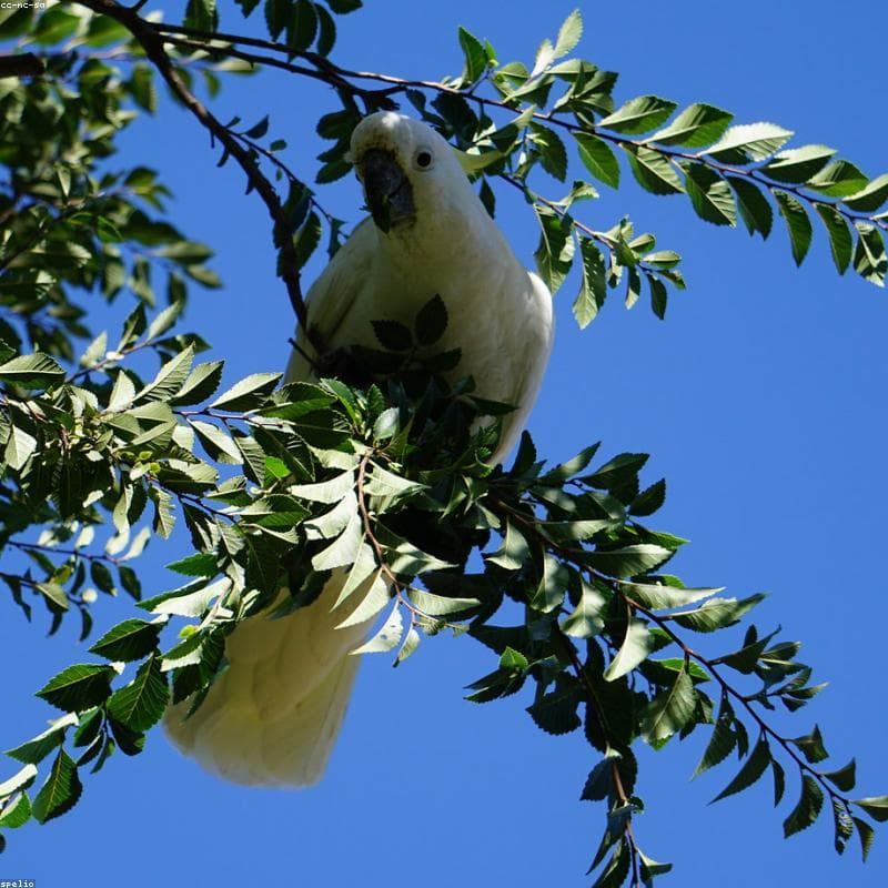 Jaula Espaciosa Bambú